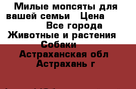 Милые мопсяты для вашей семьи › Цена ­ 20 000 - Все города Животные и растения » Собаки   . Астраханская обл.,Астрахань г.